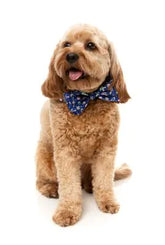 Pluto Pup Bow Tie